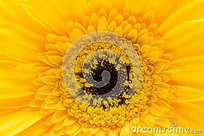 Yellow flower macro Stock Photo