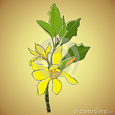 Yellow flower of Magnolia Vector Illustration