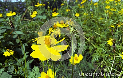 the yellow flower Stock Photo