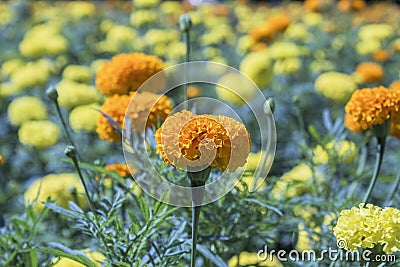 Yellow Flower, Marigold Stock Photo