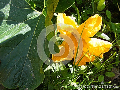 Yellow flower of marrow or zucchini, organic traditional plant of cuisine of Belarus Stock Photo