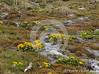 Yellow flower marsh-marigold (Caltha palustris) on the bank of the Spring (hydrology). Juta village, Georgia Stock Photo