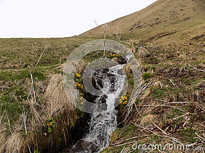 Yellow flower marsh-marigold (Caltha palustris) on the bank of the Spring (hydrology). Juta village, Georgia Stock Photo