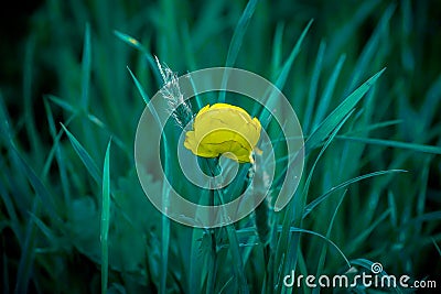 Yellow flower, marsh plant, kaluzhnitsa Stock Photo