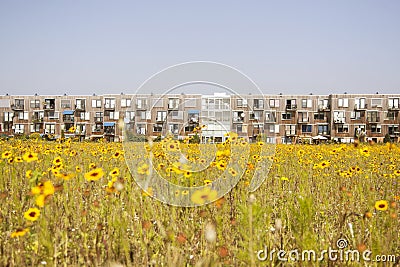 Yellow flower and modern Dutch housing Editorial Stock Photo