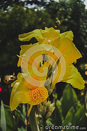 Yellow flower in my garden afternoon Stock Photo