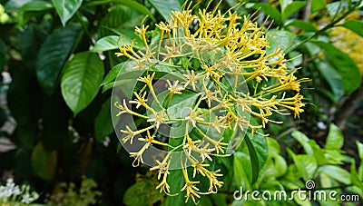 Beautiful Yellow good smell flowers Stock Photo