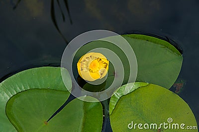 Yellow water-lily Nuphar lutea Stock Photo
