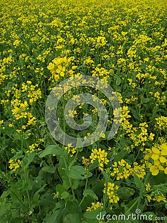 Yellow flower pea green leaf natural fress with growth field Stock Photo