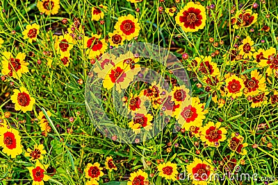 Yellow flower with red center. Coreopsis tinctoria, Golden Tickseed, Annual Coreopsis, Calliopsis, Stock Photo