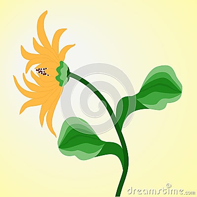 Yellow flower Rudbeckia in the background of sunlight. Vector Illustration