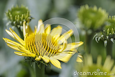 Sea Oxeye Daisy Borrichia frutescens Stock Photo