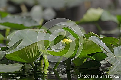 Yellow flower Spatterdock lily pads, Okefenokee Swamp National Wildlife Refuge Stock Photo