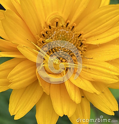 Yellow flower spider on yellow flower Stock Photo