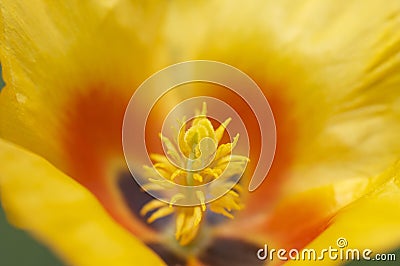 Yellow flower stamen Stock Photo