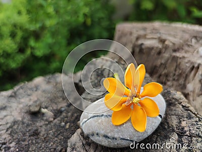 Yellow flower on stone. petal Stock Photo