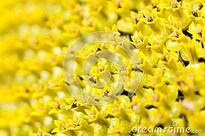 yellow flower sunflower Stock Photo