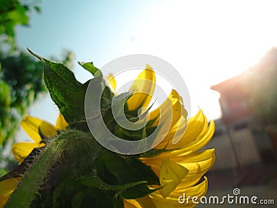 Yellow flower sunlight hd 4k wallpaper Stock Photo