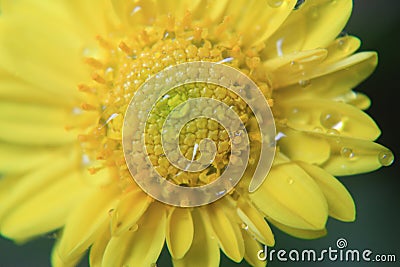 Yellow flower texture, macro pattern, Beautiful photo from a flower in macro with dew or water drops on it in spring in nature. Stock Photo