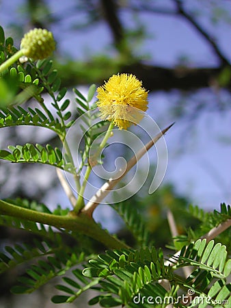 Vachellia karroo shrub with yellow inflorescence Stock Photo