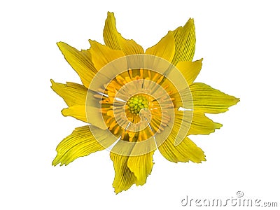 Yellow flower on transparent background in the additional png file Stock Photo