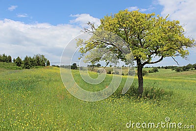 Yellow flower and tree in Turkey Stock Photo