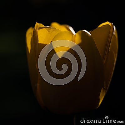 Yellow flower tulips dark found black background Stock Photo