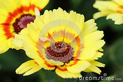 Yellow flower variant of Chrysanthemum carinatum Stock Photo