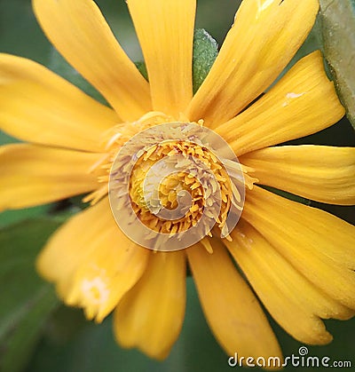 Yellow flower very beautifull Stock Photo