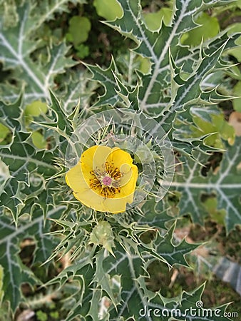 The yellow flower in village. Stock Photo