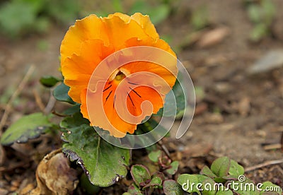 Yellow flower of Wild pansy, Johnny Jump up, heartsease, heart`s ease Stock Photo