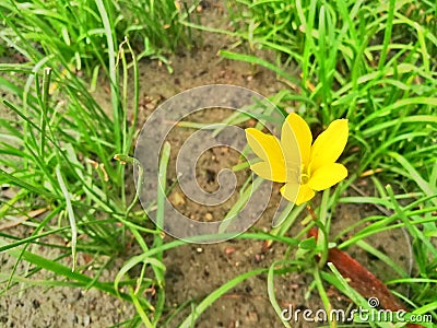 Yellow flower, Zephyranthes Citrina. Stock Photo