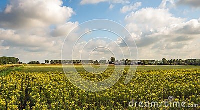 Yellow flowering common evening-primrose plants in the field Stock Photo