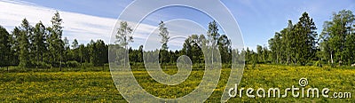 Yellow flowering meadow in Sweden Stock Photo