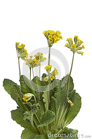 Yellow flowering Primula veris Stock Photo