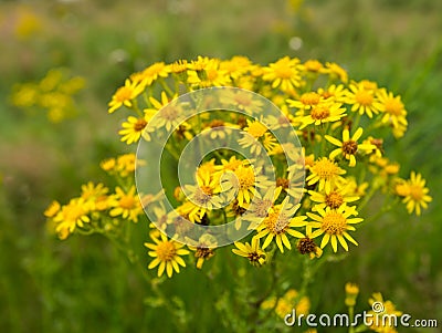 Yellow flowering Ragwort Stock Photo