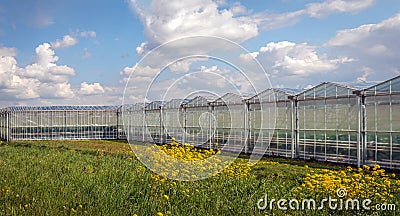 Yellow flowering rapeseed in the front of a Dutch horticultural greenhouse Stock Photo