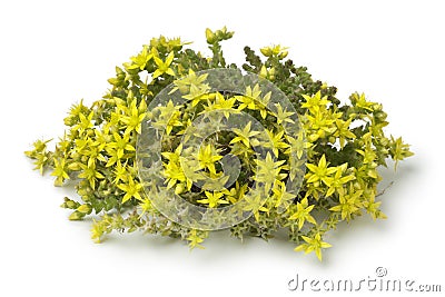 Yellow flowering Sedum acre Stock Photo