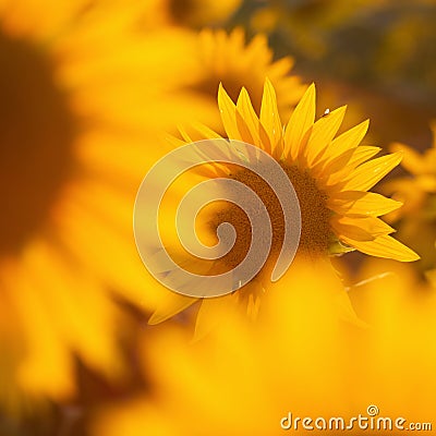 Yellow flowering sunflowers Stock Photo