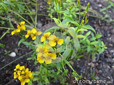 Yellow flowering sweetscented marigold, Tagetes lucida Stock Photo