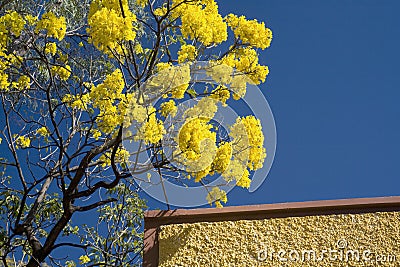 Yellow Flowering Tabebuia Tree Stock Photo