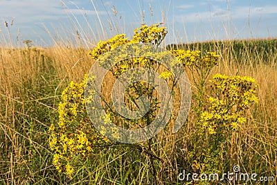Yellow flowering tansy ragwort from close Stock Photo