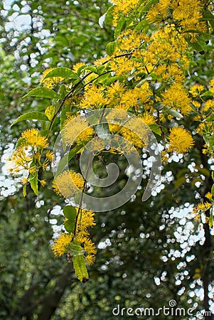 Yellow Flowering Tree or Shrub in Roath Park Stock Photo