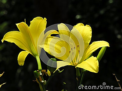 Yellow flowers Stock Photo