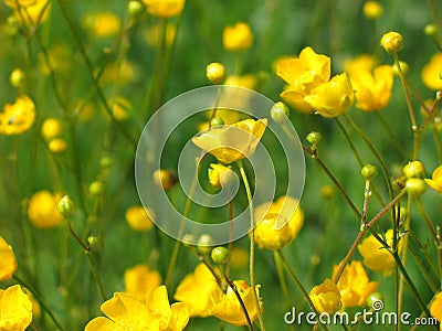 Yellow flowers. Stock Photo