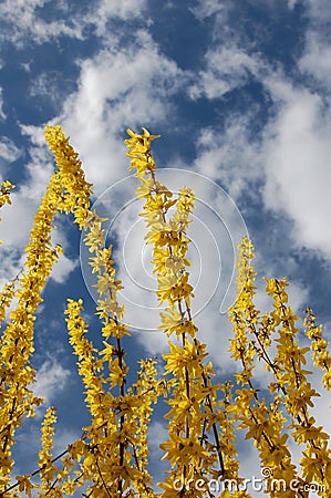 Yellow flowers Stock Photo