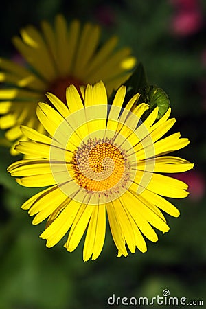 Yellow flowers. Stock Photo