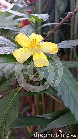 The yellow flowers above green leaf Stock Photo