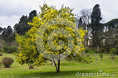 Yellow flowers of acacia dealbata, silver, blue wattle, mimosa t Stock Photo