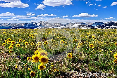 Yellow flowers in alpine meadows and snowy mountains on Independence Pass. Stock Photo